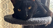 Cable is registered to the contest to win money with this photo: animal, black_cat, cat, cat_tree, close_up, cozy, curtain, ears, feline, fur, golden_eyes, home, indoor, pet, relaxed, resting, sleepy, soft_light, whiskers, window