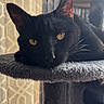 animal, black_cat, cat, cat_tree, close_up, cozy, curtain, ears, feline, fur, golden_eyes, home, indoor, pet, relaxed, resting, sleepy, soft_light, whiskers, window