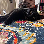 Cable joined the competition — help win amazing prizes! animal, black_cat, bookshelf, cat, cat_door, cozy, curious, domestic, door, fan, floor, furniture, home, indoor, lying_down, patterned_rug, pet, relaxed, rug, wood_floor