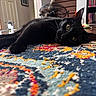 animal, black_cat, bookshelf, cat, cat_door, cozy, curious, domestic, door, fan, floor, furniture, home, indoor, lying_down, patterned_rug, pet, relaxed, rug, wood_floor