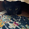 Cable joined the competition — help win amazing prizes! animal, black_cat, cardboard, cat, closeup, colorful, cozy, curious, domestic_cat, feline, floor, hiding, indoor, patterned_rug, pet, quiet, rug, shadow, texture, yellow_eyes