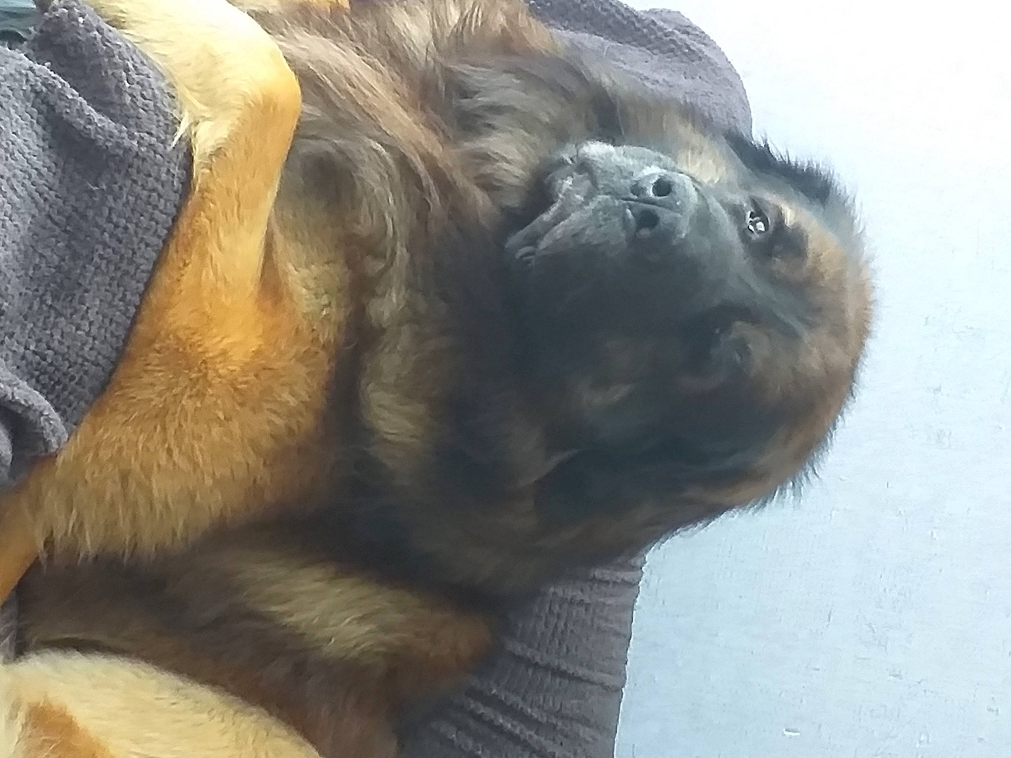 Ilko participe au concours pour gagner de l'argent avec cette photo : canidae, claw, companion_dog, dog_breed, fur, liver, paw, primate, snout, sporting_group, terrestrial_animal, whiskers, wildlife, working_animal, wrinkle