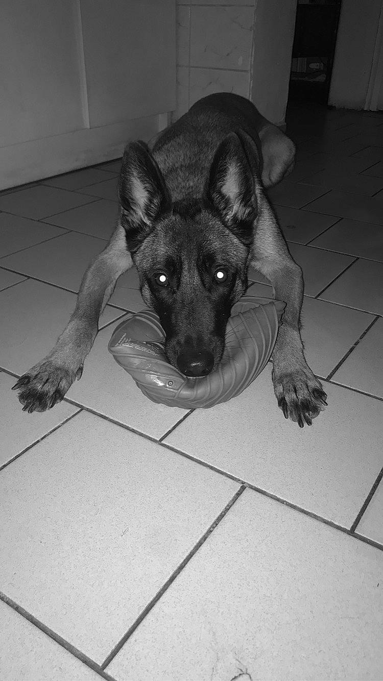 Nalya participe au concours pour gagner de l'argent avec cette photo : canidae, carnivore, dog, dog_breed, fawn, german_shepherd_dog, mammal, snout, tile, vertebrate