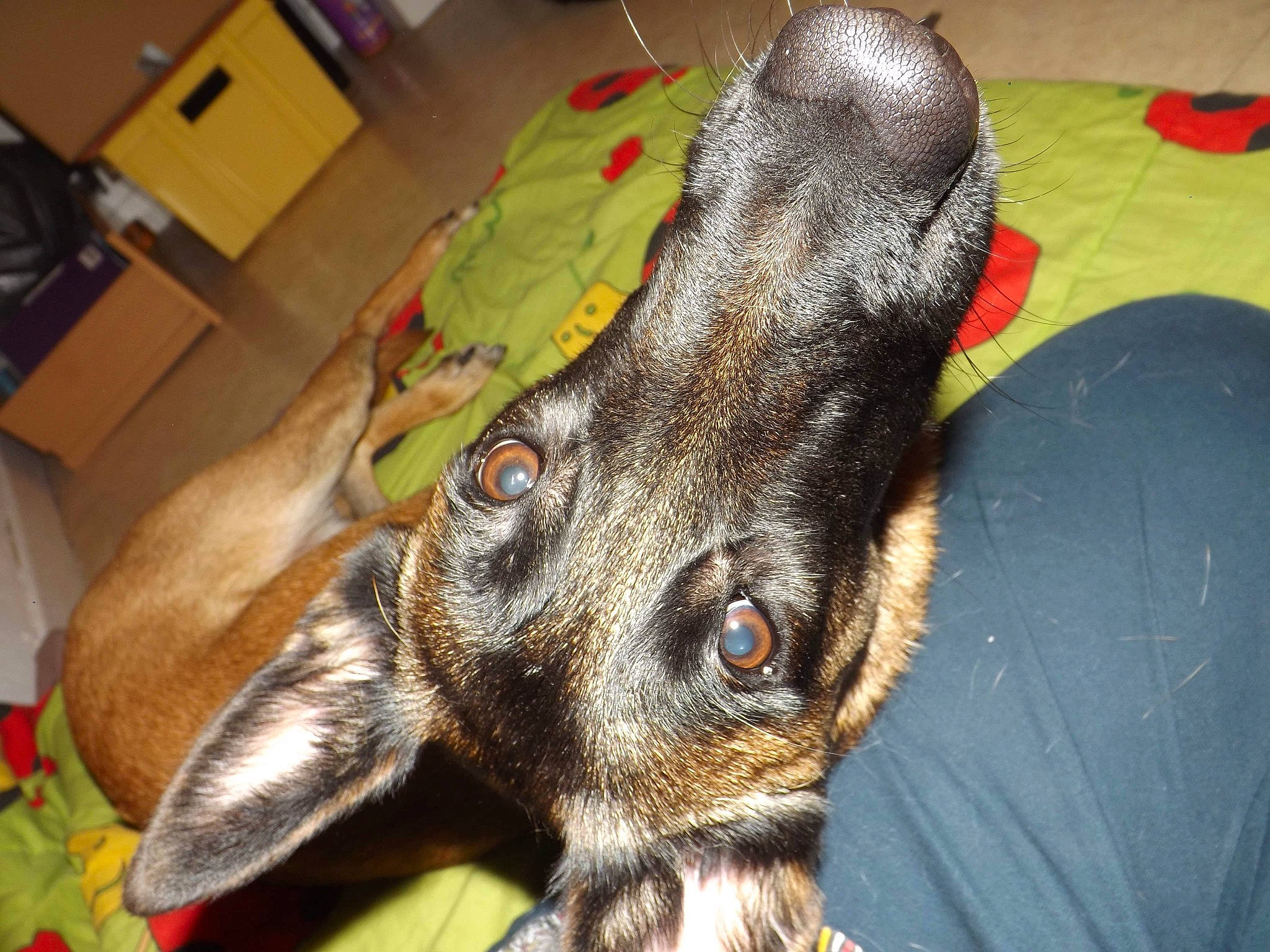 Nalya a rejoint le concours — aidez-le/la à gagner de superbes lots ! canidae, carnivore, dog, dog_breed, ear, snout, sporting_group, whiskers