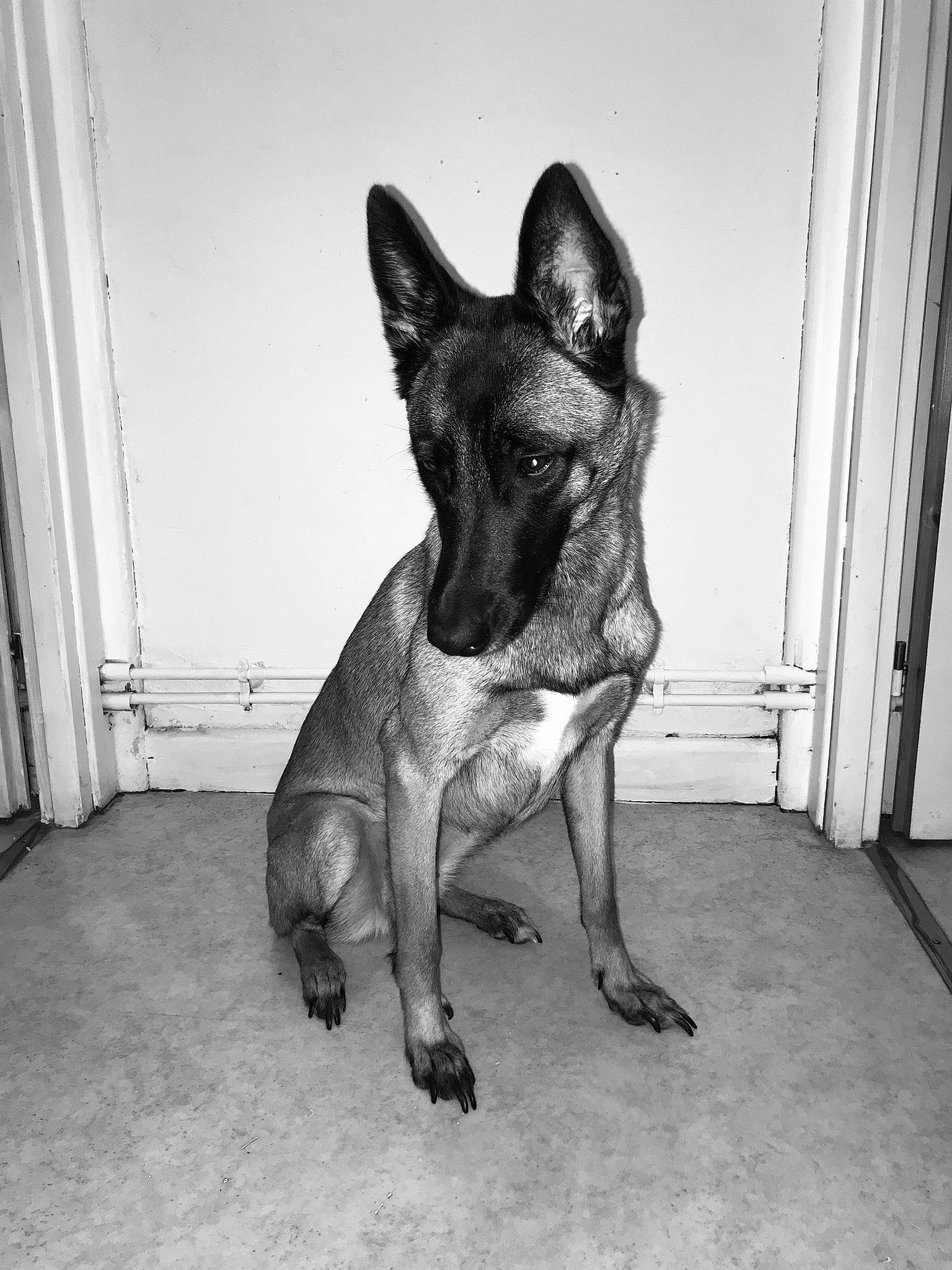 Nalya participe au concours pour gagner de l'argent avec cette photo : canidae, carnivore, dog, dog_breed, ear, german_shepherd_dog, mammal, rare_breed_dog, snout, vertebrate
