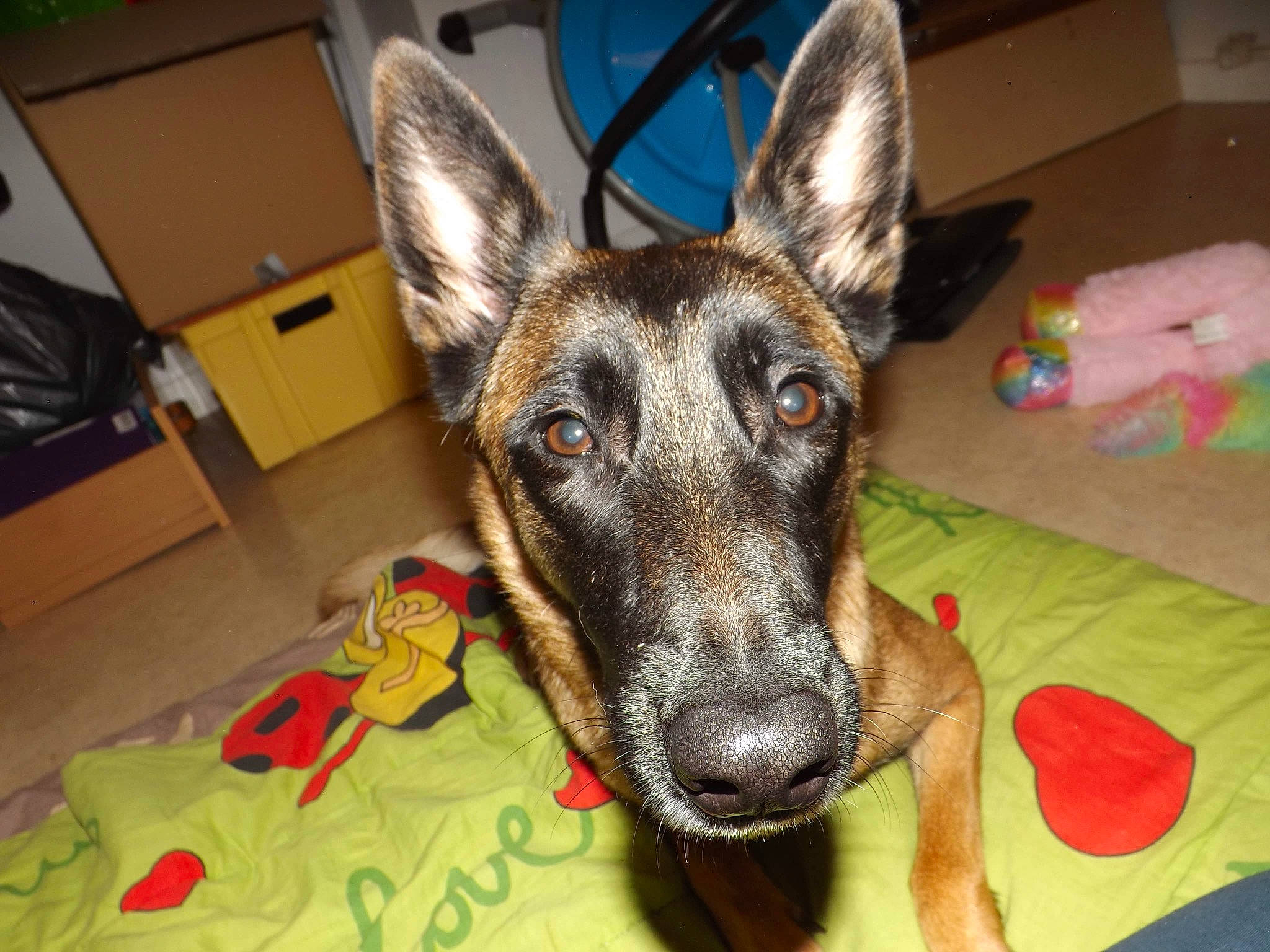 Nalya participe au concours pour gagner de l'argent avec cette photo : belgian_shepherd_malinois, canidae, carnivore, dog, dog_breed, ear, east_european_shepherd, fawn, formosan_mountain_dog, german_shepherd_dog, king_shepherd, kunming_wolfdog, mammal, rare_breed_dog, snout, vertebrate, whiskers, working_dog