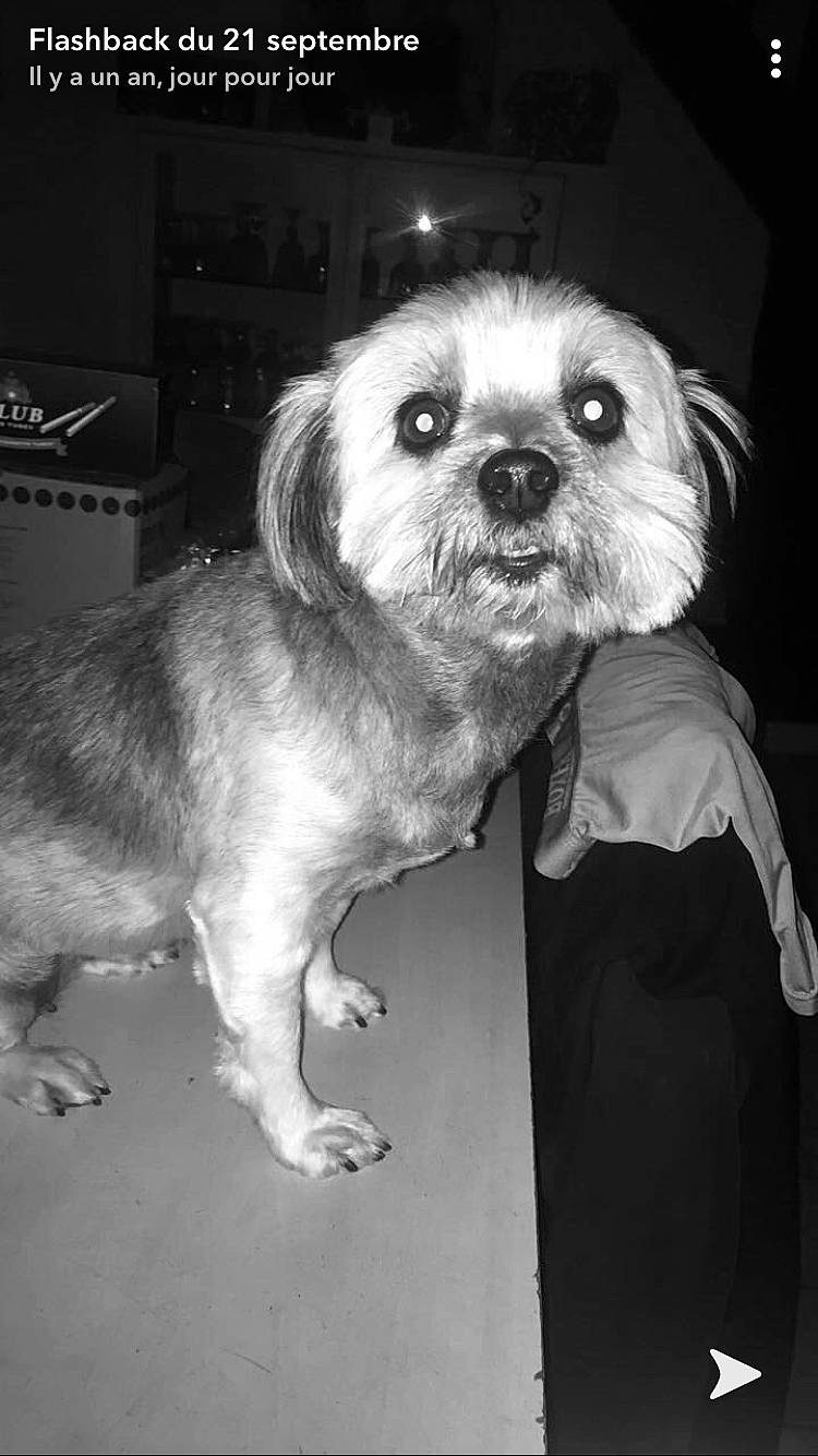 Nina participe au concours pour gagner de l'argent avec cette photo : black_and_white, border_terrier, canidae, carnivore, companion_dog, dog, dog_breed, eye, lhasa_apso, lowchen, maltese, mammal, morkie, non_sporting_group, puppy, puppy_love, rare_breed_dog, shih_tzu, snout, toy_dog