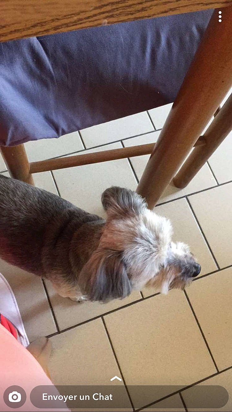 Nina a rejoint le concours — aidez-le/la à gagner de superbes lots ! canidae, carnivore, companion_dog, dog, dog_breed, ear, fawn, glen_of_imaal_terrier, small_terrier, terrier, toy_dog, yorkshire_terrier