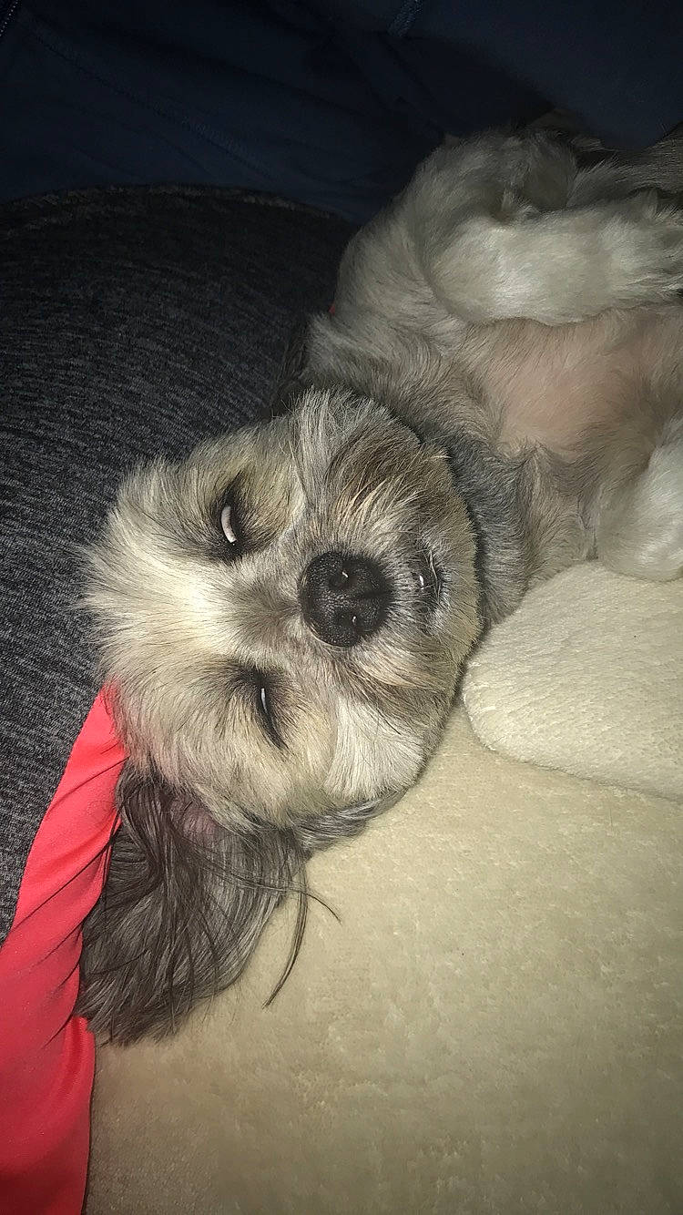 Nina participe au concours pour gagner de l'argent avec cette photo : bolonka, canidae, carnivore, chinese_imperial_dog, companion_dog, dog, dog_breed, kyi_leo, lowchen, mal_shi, maltepoo, mammal, morkie, nose, pekapoo, puppy, schnoodle, shih_poo, shih_tzu, snout