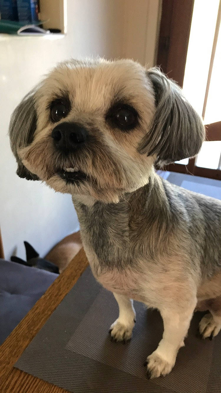 Nina a rejoint le concours — aidez-le/la à gagner de superbes lots ! border_terrier, canidae, carnivore, companion_dog, dog, dog_breed, lhasa_apso, lowchen, mammal, morkie, puppy, puppy_love, rare_breed_dog, shih_tzu, small_terrier, snout, sporting_group, terrier, toy_dog, vertebrate