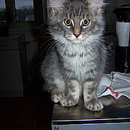 Ginger a rejoint le concours — aidez-le/la à gagner de superbes lots !