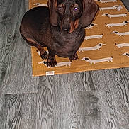 Eliza is registered to the contest to win money with this photo: animal, black, brown, companion, cute, dachshund, dog, domestic_animal, ears, floor, flooring, home, indoor, looking, pattern, pet, rug, sitting, small_dog, wooden_floor