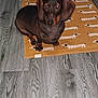 animal, black, brown, companion, cute, dachshund, dog, domestic_animal, ears, floor, flooring, home, indoor, looking, pattern, pet, rug, sitting, small_dog, wooden_floor