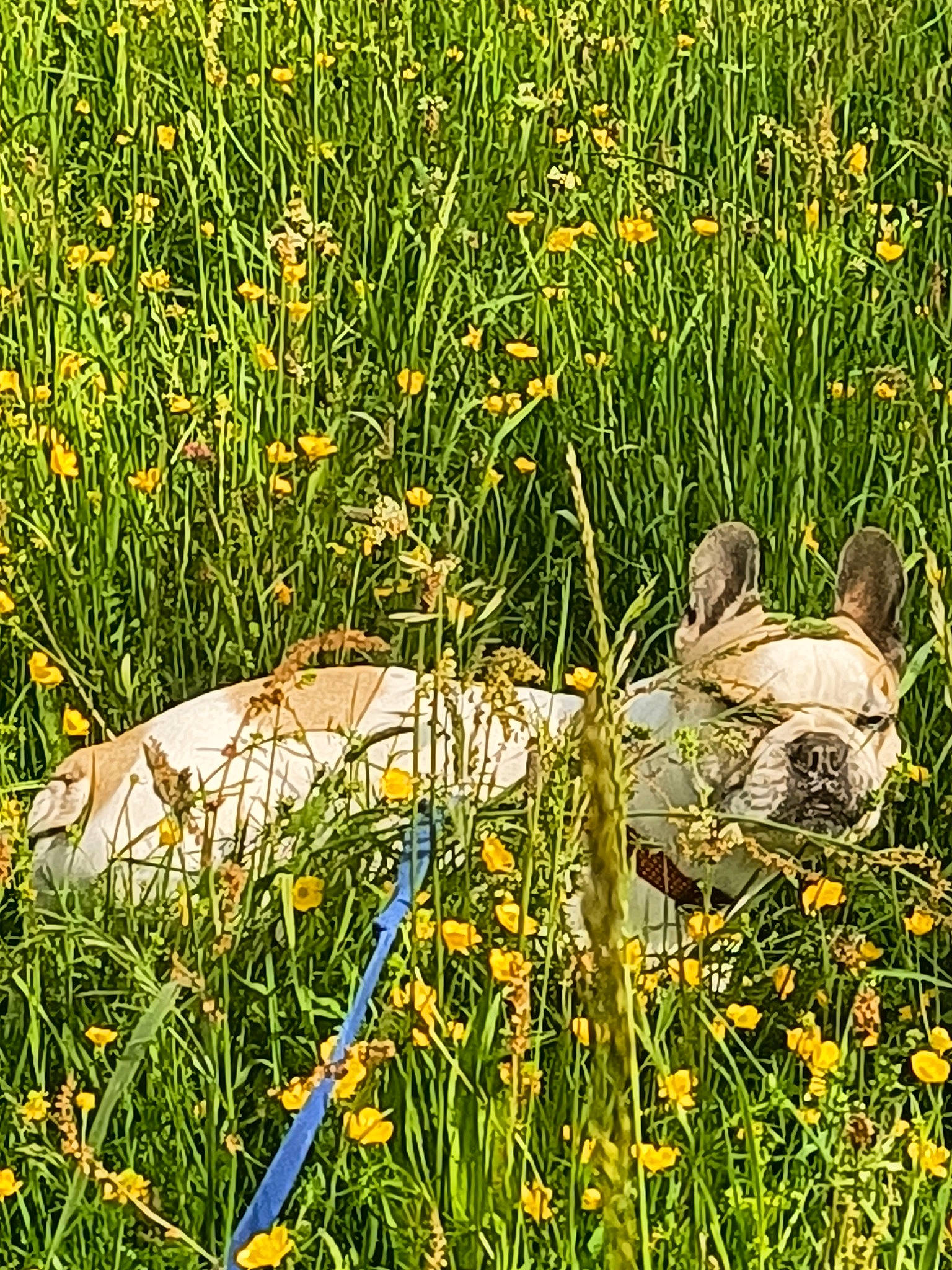 Ercole participe au concours pour gagner de l'argent avec cette photo : agriculture, ecoregion, field, flower, flowering_plant, grass, grass_family, grassland, groundcover, herbaceous_plant, landscape, lawn, meadow, natural_landscape, pasture, people_in_nature, plant, prairie, terrestrial_animal, vegetation