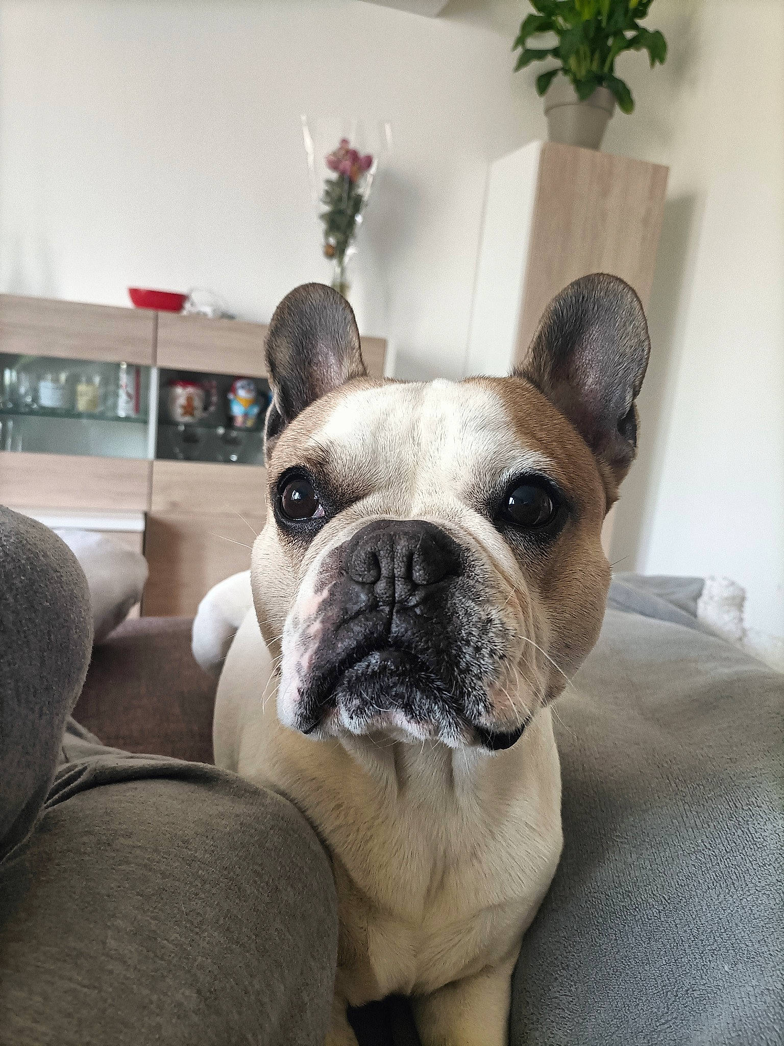 Ercole participe au concours pour gagner de l'argent avec cette photo : bored, bulldog, canidae, carnivore, comfort, companion_dog, dog, dog_breed, ear, fawn, flowerpot, houseplant, plant, snout, sporting_group, terrestrial_animal, toy_dog, whiskers, working_animal, wrinkle
