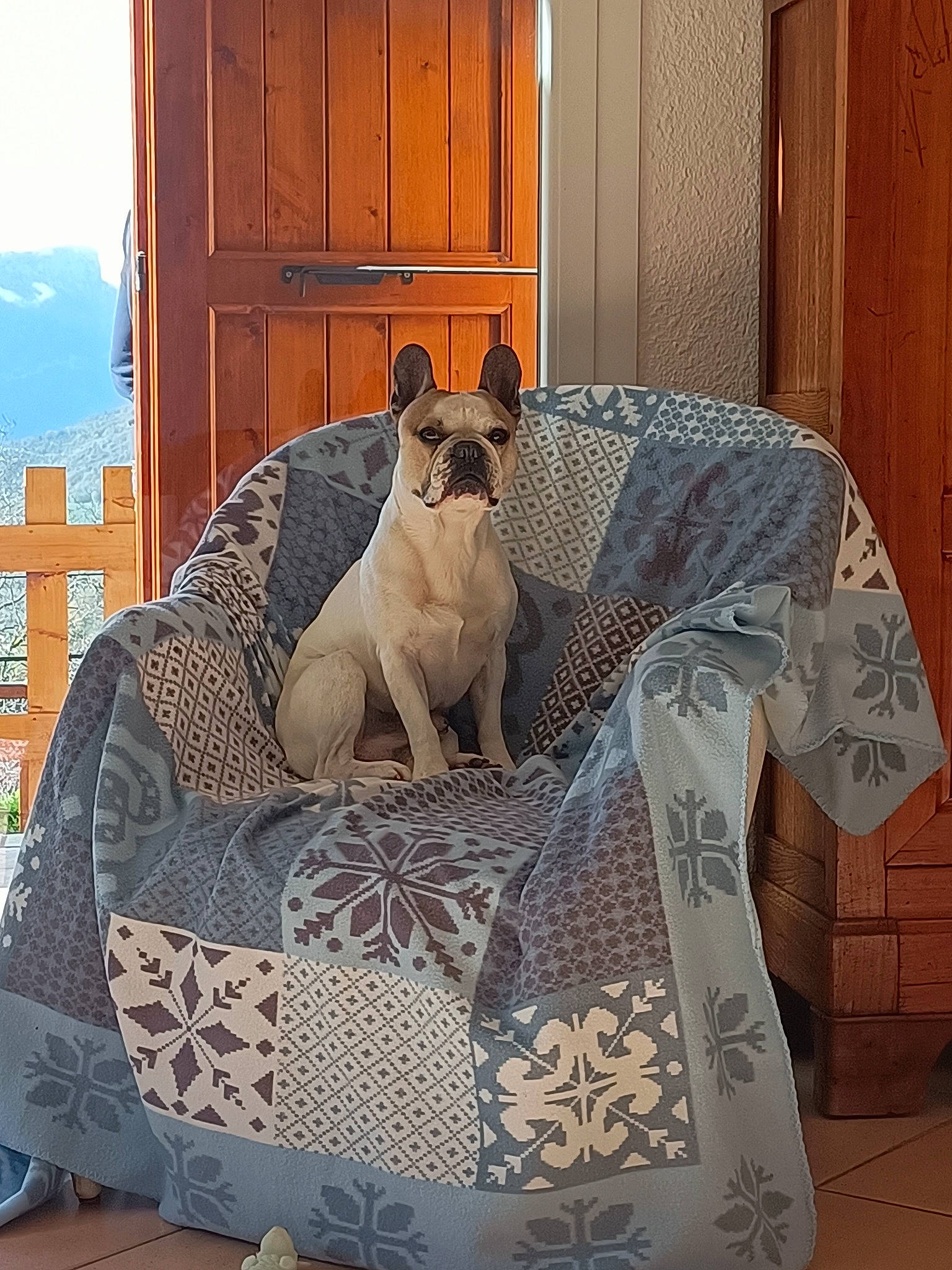 Ercole a rejoint le concours — aidez-le/la à gagner de superbes lots ! carnivore, comfort, companion_dog, couch, dog, dog_breed, dog_supply, door, fawn, felidae, flooring, grey, linens, pattern, pet_supply, plant, pug, small_to_medium_sized_cats, snout, wood