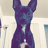Belle is registered to the contest to win money with this photo: dog, black_dog, pet, indoor, ears, white_patch, curious, wide_eyes, lamp, closet, door, furniture, animal, canine, sitting, portrait, household, cute, companion, fur