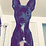 dog, black_dog, pet, indoor, ears, white_patch, curious, wide_eyes, lamp, closet, door, furniture, animal, canine, sitting, portrait, household, cute, companion, fur