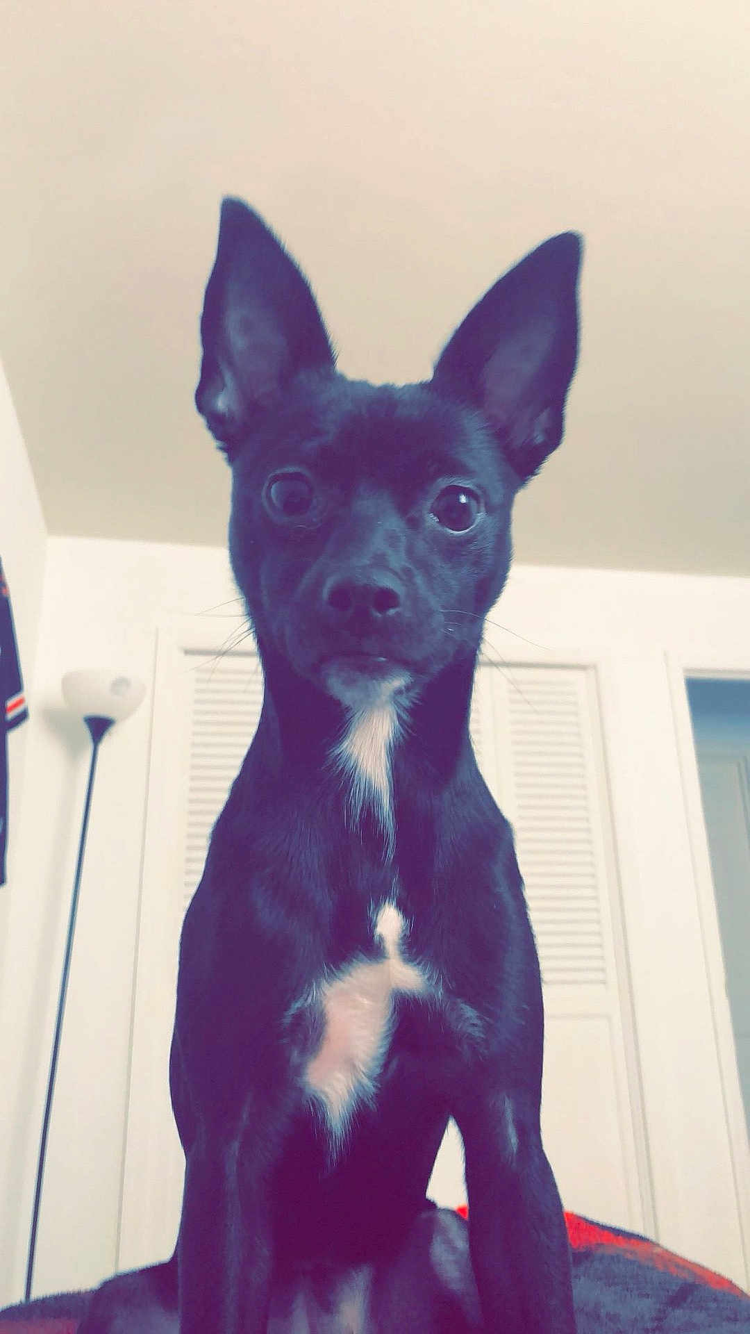 Belle is registered to the contest to win money with this photo: dog, black_dog, pet, indoor, ears, white_patch, curious, wide_eyes, lamp, closet, door, furniture, animal, canine, sitting, portrait, household, cute, companion, fur