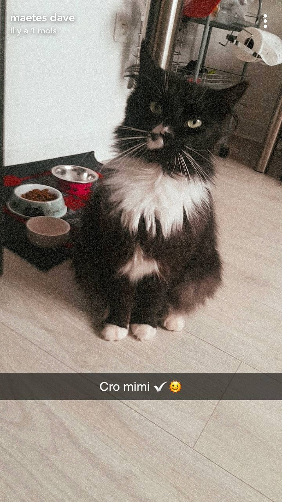 Simba a rejoint le concours — aidez-le/la à gagner de superbes lots ! black_cat, box, canidae, carnivore, cat, claw, companion_dog, eyewear, felidae, flooring, fur, hardwood, paw, sitting, small_to_medium_sized_cats, snout, tail, terrestrial_animal, whiskers, wood