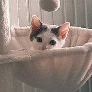 Ayroud participe au concours pour gagner de l'argent avec cette photo : kitten, cat, pet, indoor, cat_hammock, furniture, toy, fuzzy_ball, curious, animal, cute, soft, cozy, playful, ears, whiskers, resting, closeup, domestic_cat, home