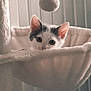kitten, cat, pet, indoor, cat_hammock, furniture, toy, fuzzy_ball, curious, animal, cute, soft, cozy, playful, ears, whiskers, resting, closeup, domestic_cat, home