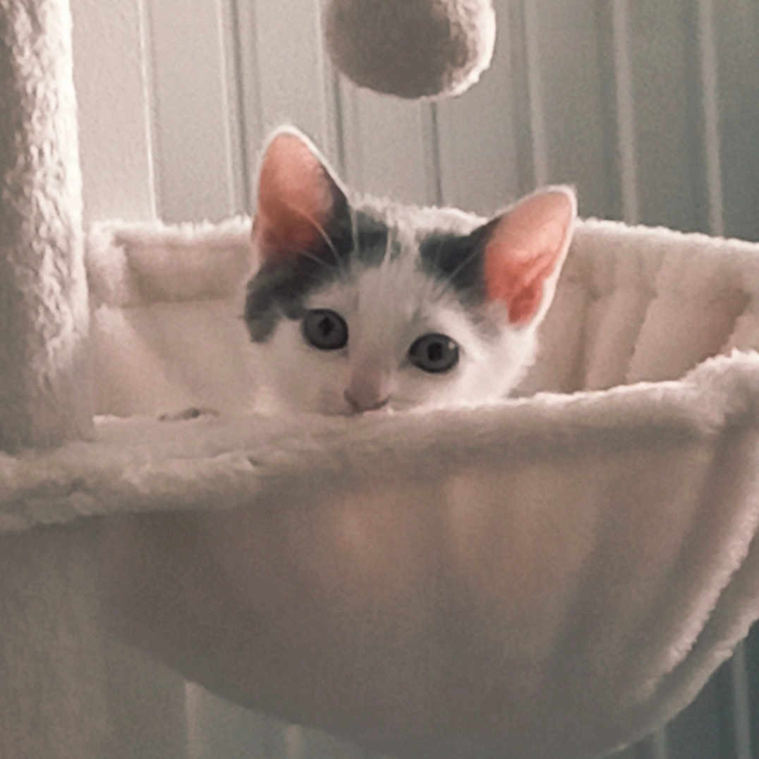 Ayroud participe au concours pour gagner de l'argent avec cette photo : animal, cat, cat_hammock, closeup, cozy, curious, cute, domestic_cat, ears, furniture, fuzzy_ball, home, indoor, kitten, pet, playful, resting, soft, toy, whiskers