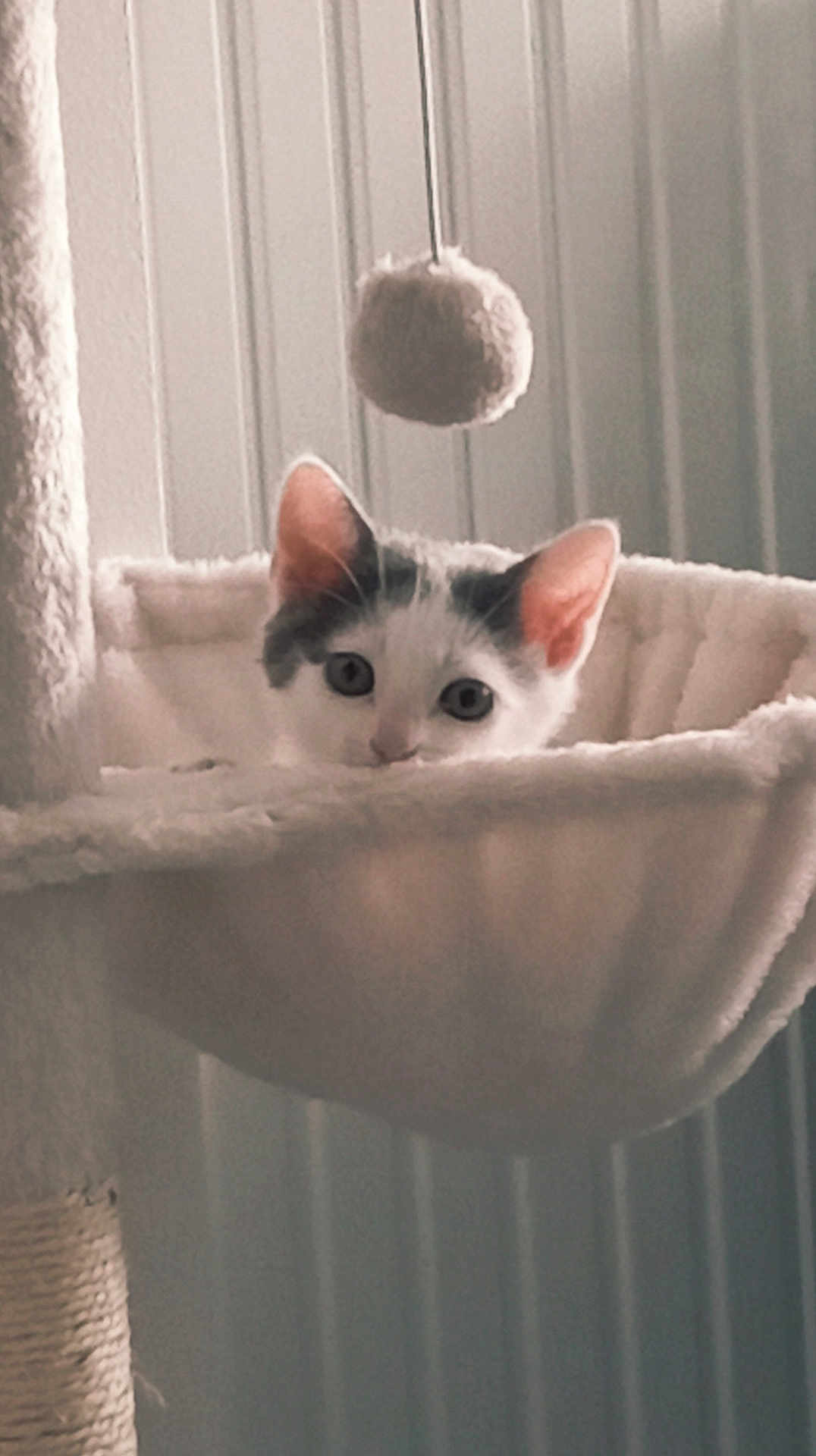 Ayroud participe au concours pour gagner de l'argent avec cette photo : kitten, cat, pet, indoor, cat_hammock, furniture, toy, fuzzy_ball, curious, animal, cute, soft, cozy, playful, ears, whiskers, resting, closeup, domestic_cat, home