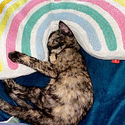 Aloha a rejoint le concours — aidez-le/la à gagner de superbes lots ! animal, blanket, blue_blanket, cat, clothing, colorful, comfort, cozy, feline, fur, indoor, pattern, pet, rainbow, relaxation, resting, sleeping, soft_texture, striped, tortoiseshell_cat