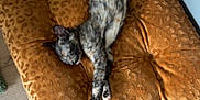 Aloha participe au concours pour gagner de l'argent avec cette photo : animal, cat, comfort, cozy, cushion, cute, domestic_animal, feline, floor, fur, home, indoor, orange, pet, relaxed, resting, sleeping, soft_texture, stretched_out, wooden_floor