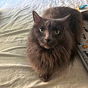 Nala joined the competition — help win amazing prizes! cat, grey_cat, feline, pet, green_eyes, whiskers, long_fur, fluffy, bed, bedroom, sheet, blanket, pillow, pumpkin_pattern, tail, indoor, cozy, portrait, looking_up, cute