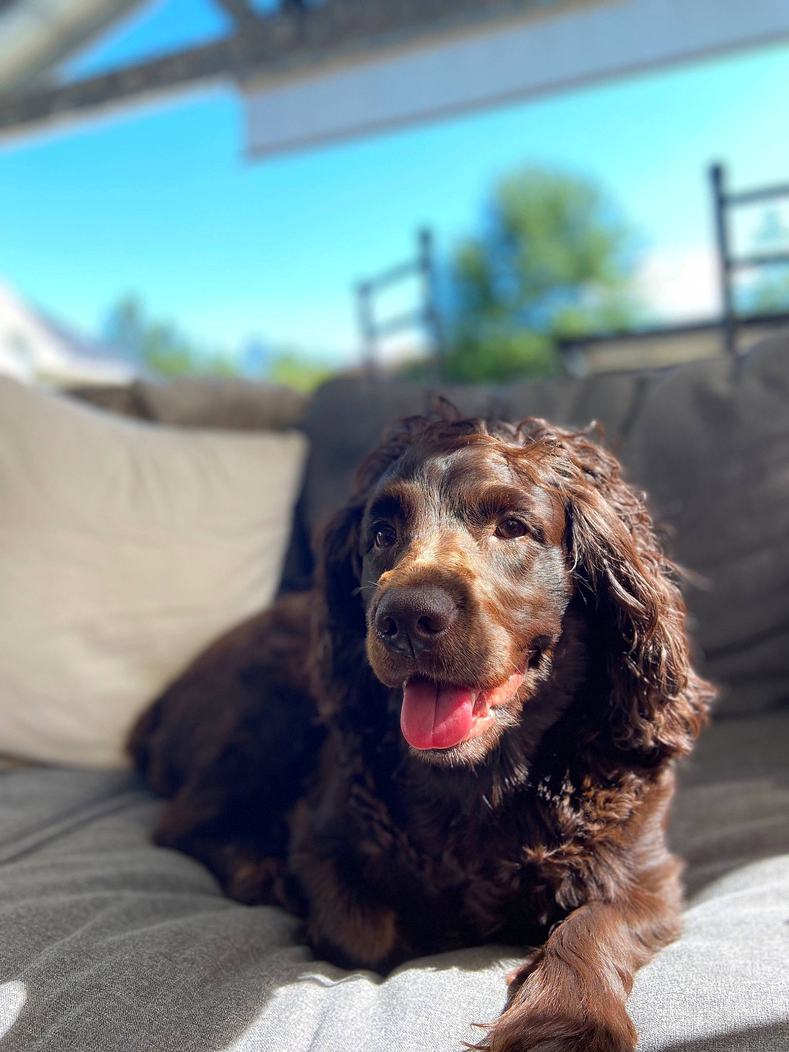 Skyler joined the competition — help win amazing prizes! canidae, carnivore, cocker_spaniel, companion_dog, dog, dog_breed, fang, fur, gun_dog, liver, retriever, shout, sky, snout, spaniel, sporting_group, terrestrial_animal, whiskers, working_animal, yawn