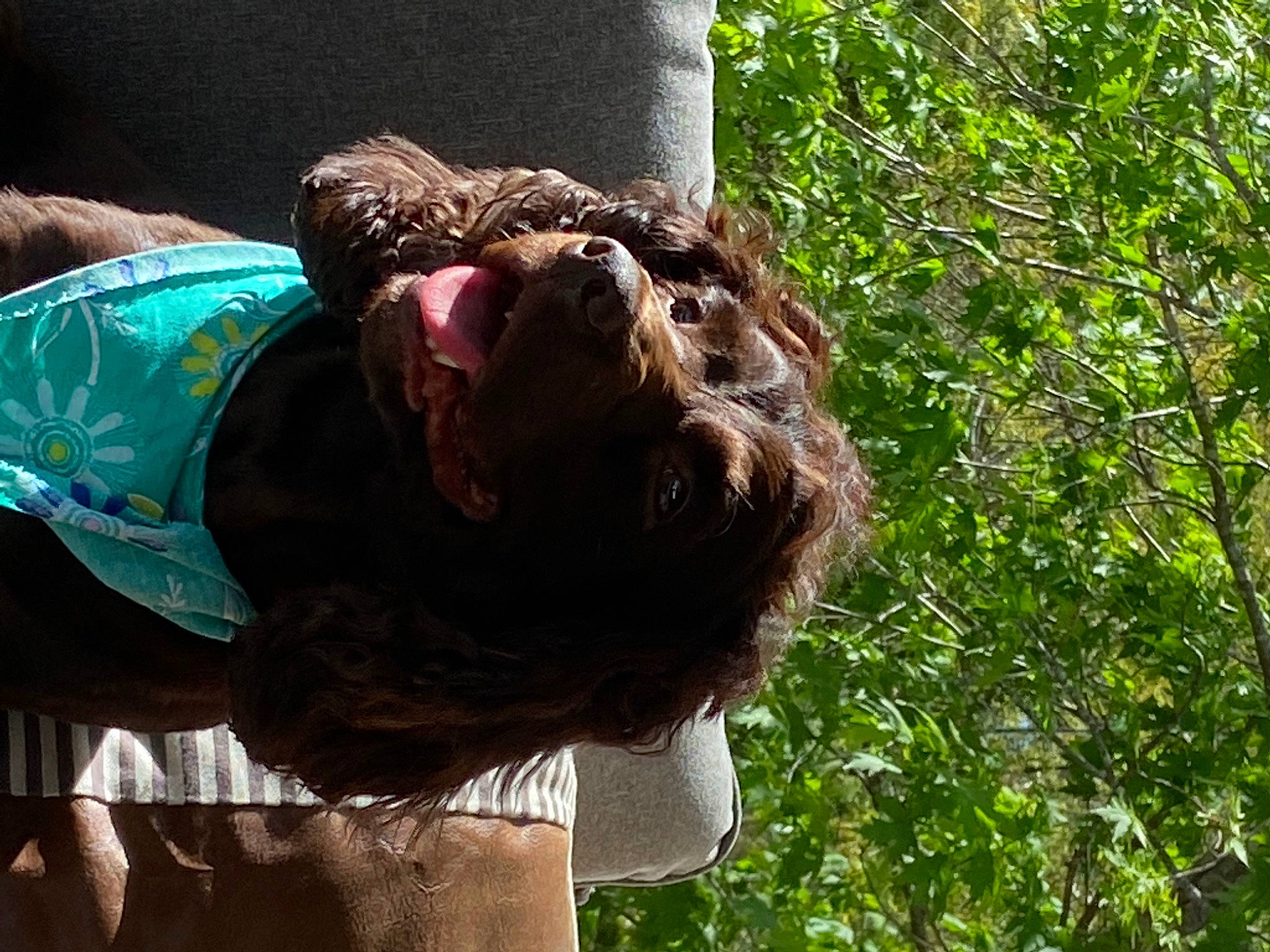 Skyler joined the competition — help win amazing prizes! felidae, fur, grass, liver, military_camouflage, organism, pattern, sporting_group, terrestrial_animal, tree, trunk