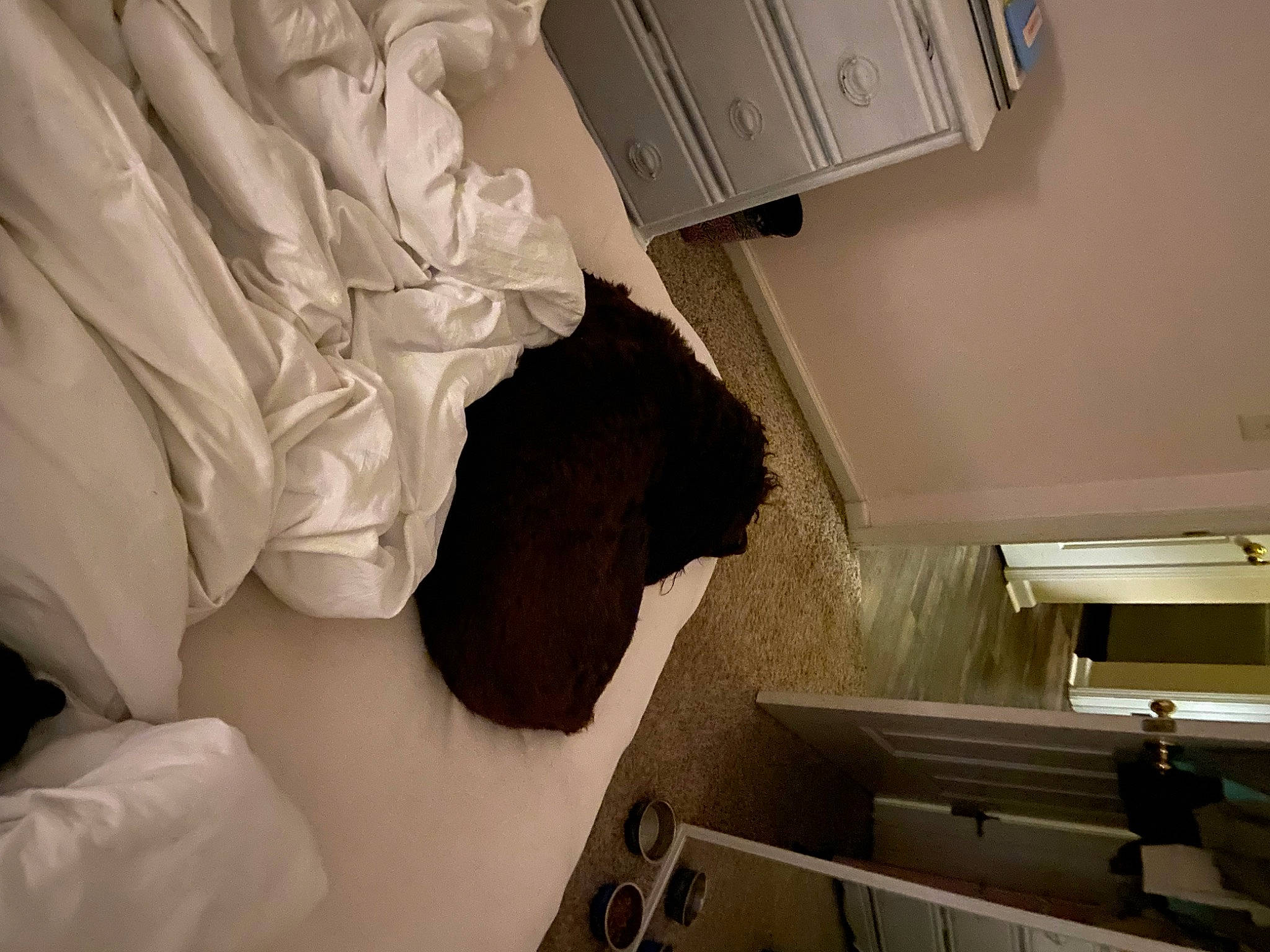 Skyler joined the competition — help win amazing prizes! bedding, bedroom, ceiling, comfort, flooring, gesture, grey, hardwood, house, human_leg, linens, material_property, molding, monochrome_photography, paper, plaster, room, space, white, wood