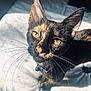 cat, tortoiseshell, whiskers, close_up, sunlight, bed, pet, animal, fur, collar, curious, eyes, indoor, feline, portrait, domestic_cat, looking_up, shadow, soft_light, resting