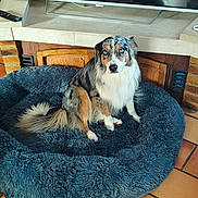 Fibee a rejoint le concours — aidez-le/la à gagner de superbes lots ! animal, armchair, australian_shepherd, blue_eyes, companion, cozy, cute, dog, dog_bed, fireplace, fur, furniture, indoor, living_room, pet, plush, remote_control, scissors, sitting, tile_floor