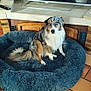 animal, armchair, australian_shepherd, blue_eyes, companion, cozy, cute, dog, dog_bed, fireplace, fur, furniture, indoor, living_room, pet, plush, remote_control, scissors, sitting, tile_floor