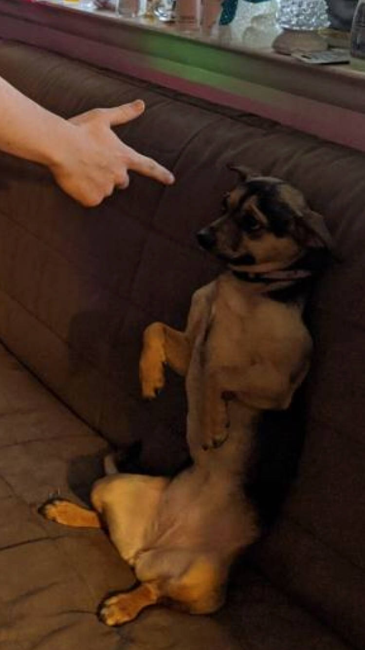 Bambii joined the competition — help win amazing prizes! canidae, carnivore, dog, dog_breed, fawn, floor, leg, paw, puppy, sporting_group, tail