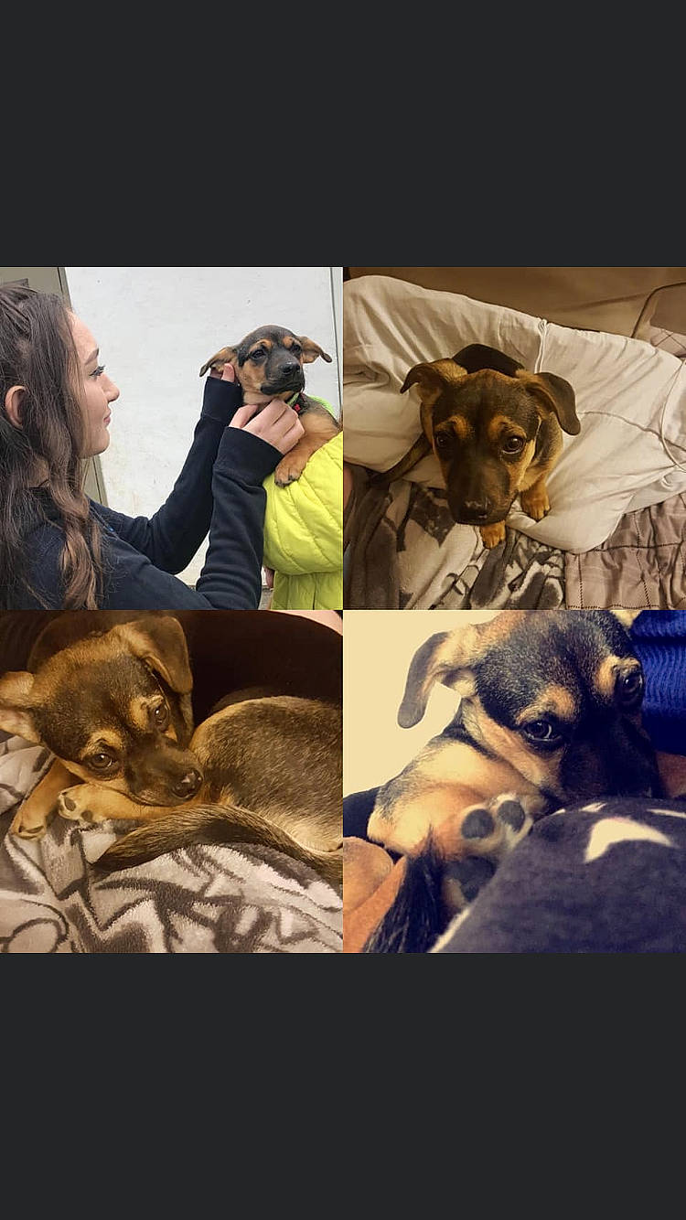 Bambii is registered to the contest to win money with this photo: canidae, carnivore, companion_dog, dog, dog_breed, ear, guard_dog, love, nap, puppy, puppy_love, rottweiler