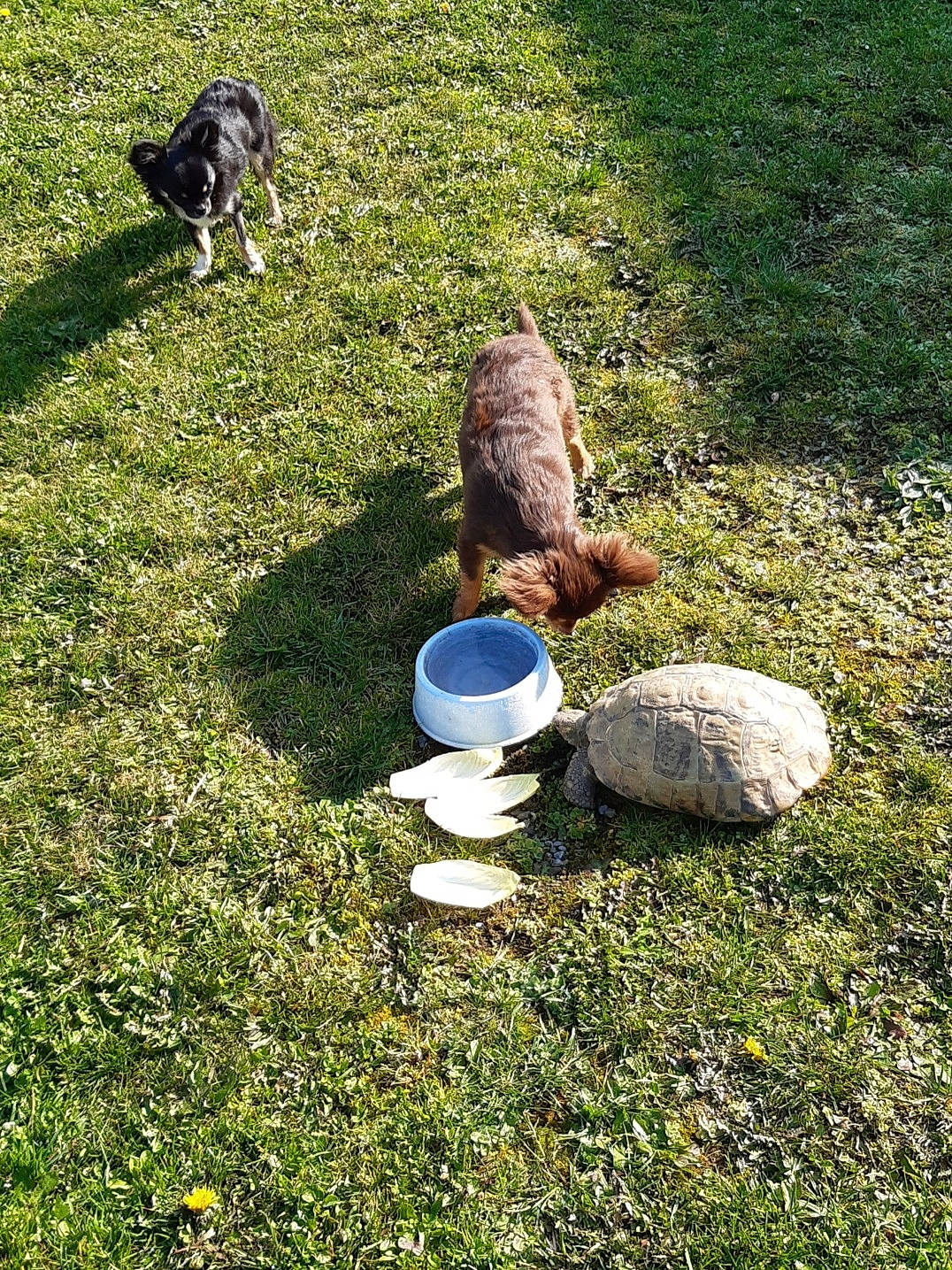 Lulu a rejoint le concours — aidez-le/la à gagner de superbes lots ! garden, grass, grass_family, grassland, groundcover, landscape, lawn, leaf, meadow, natural_landscape, pasture, people_in_nature, plant, rock, shrub, soil, tail, tree, vertebrate, wood