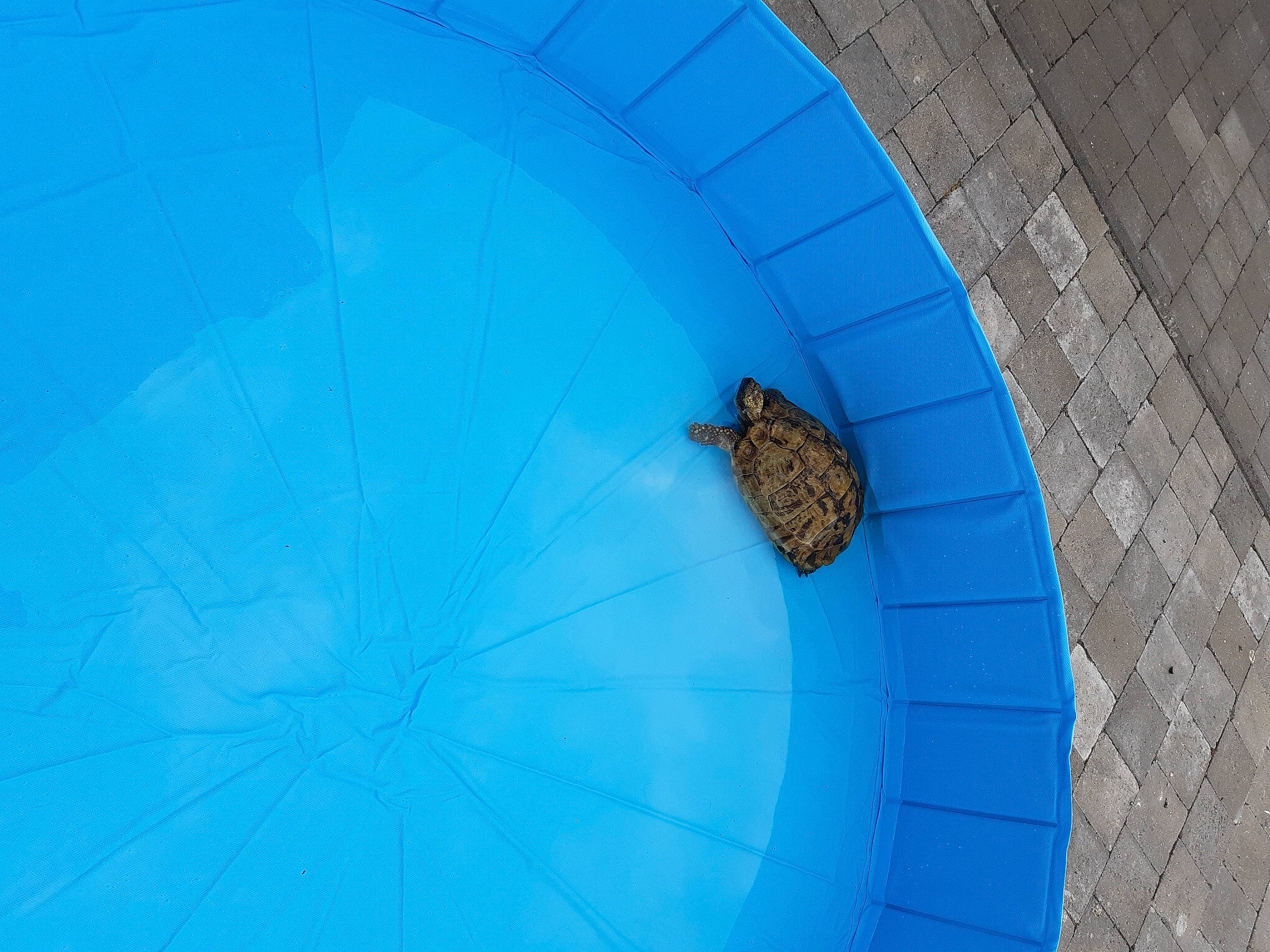 Lulu a rejoint le concours — aidez-le/la à gagner de superbes lots ! arch, automotive_wheel_system, azure, blue, ceiling, circle, door, electric_blue, fashion_accessory, flooring, insect, leisure, pattern, recreation, shadow, symmetry, tints_and_shades, tower, wing, wood