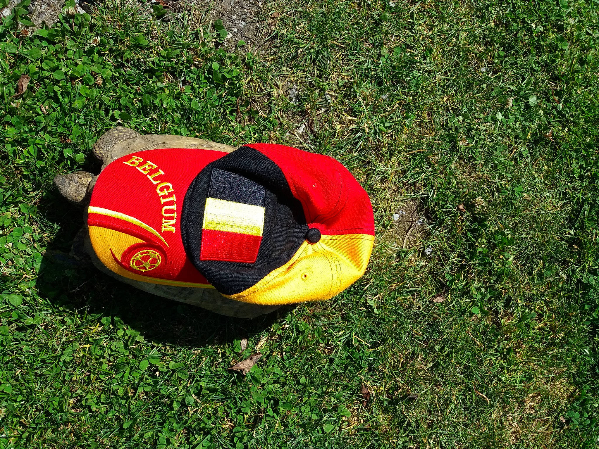 Lulu a rejoint le concours — aidez-le/la à gagner de superbes lots ! ball, carmine, circle, coquelicot, football, grass, grassland, groundcover, inflatable, logo, personal_protective_equipment, recreation, soccer_ball, sphere, sports, sports_equipment, sports_gear, sports_toy, toy