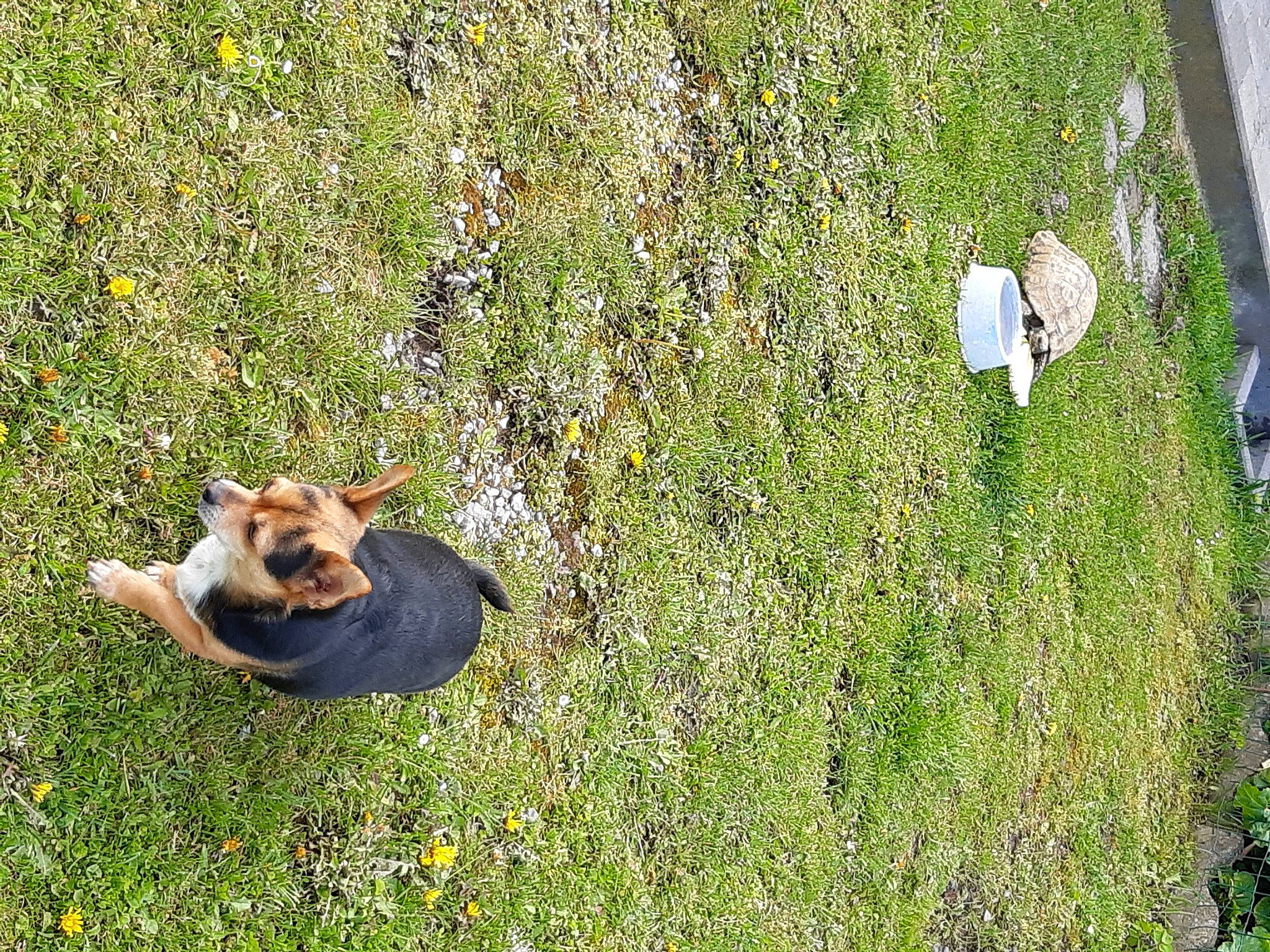 Lulu participe au concours pour gagner de l'argent avec cette photo : carnivore, companion_dog, dog, dog_breed, fawn, field, flowering_plant, grass, grassland, groundcover, herbaceous_plant, landscape, pasture, people_in_nature, plant, prairie, shrub, soil, wildflower, wildlife