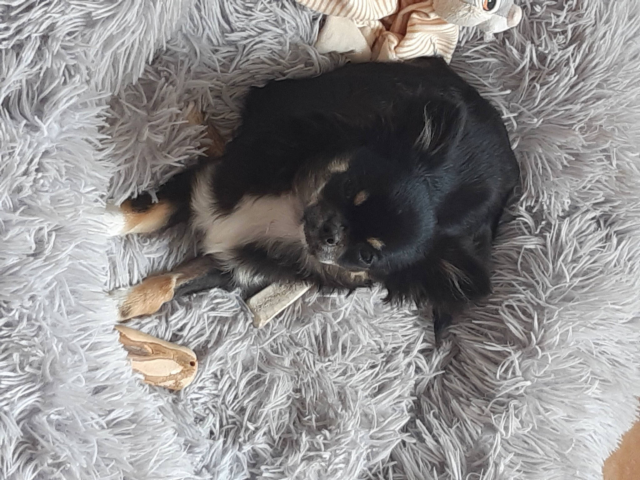 Phoebe participe au concours pour gagner de l'argent avec cette photo : black_cat, canidae, carnivore, cat, cat_bed, claw, comfort, dog_breed, domestic_short_haired_cat, felidae, fur, grass, monochrome_photography, paw, small_to_medium_sized_cats, snout, sporting_group, tail, tints_and_shades, whiskers