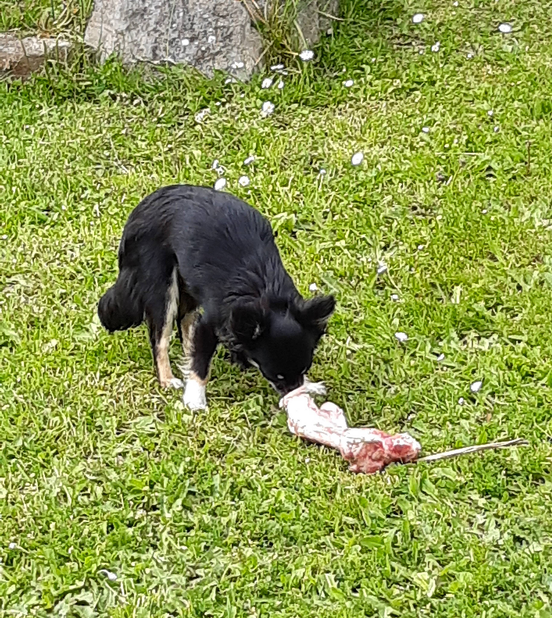 Phoebe participe au concours pour gagner de l'argent avec cette photo : canidae, carnivore, companion_dog, dog, dog_breed, grass, grass_family, grassland, groundcover, lawn, mammal, pasture, plant, sporting_group, tail, terrestrial_animal, vertebrate, working_animal, working_dog