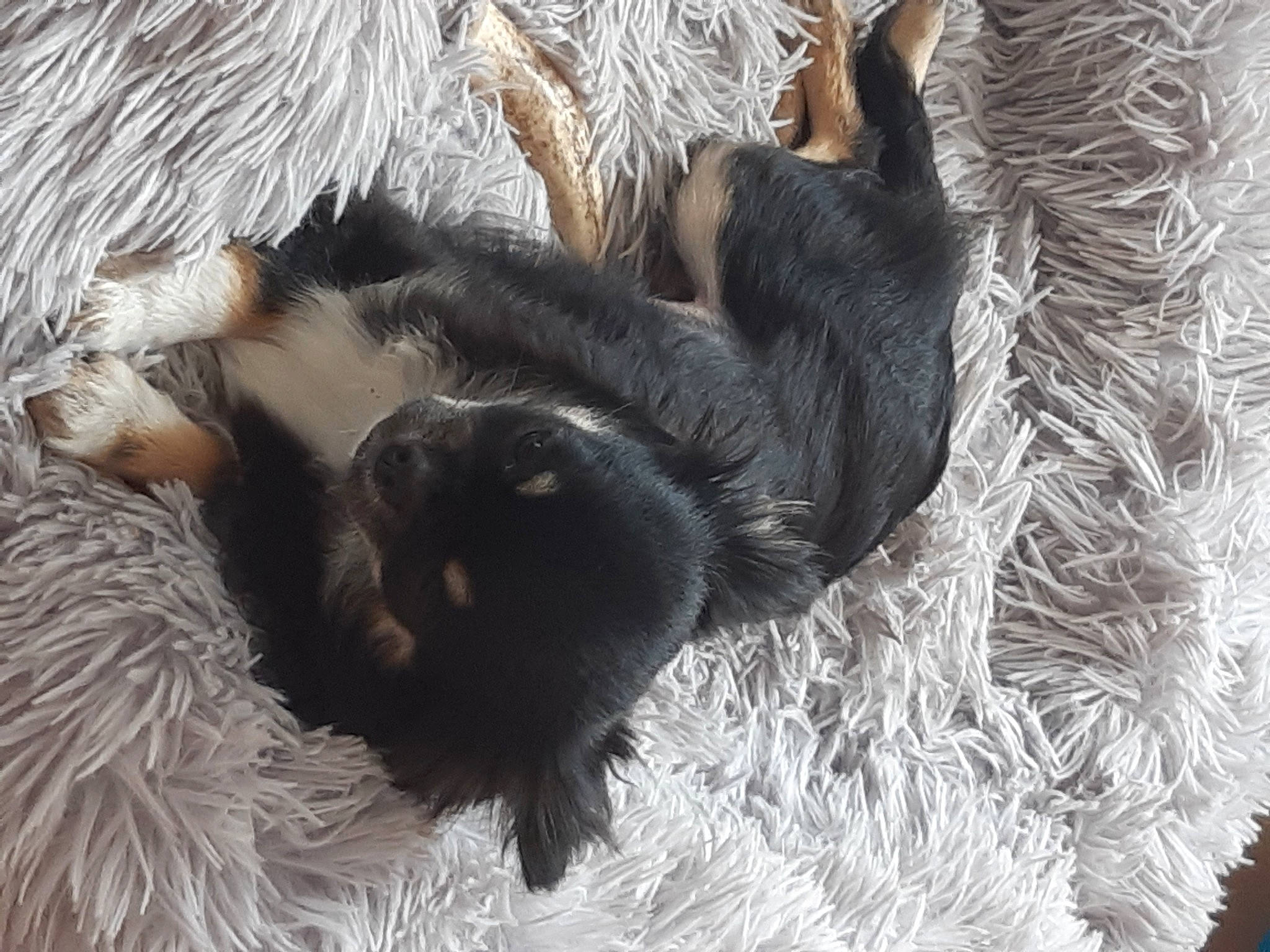 Phoebe a rejoint le concours — aidez-le/la à gagner de superbes lots ! canidae, carnivore, cat, cat_bed, claw, comfort, conifer, dog_breed, felidae, fur, natural_material, paw, small_to_medium_sized_cats, sporting_group, tail, terrestrial_animal, tree, twig, whiskers, wildlife