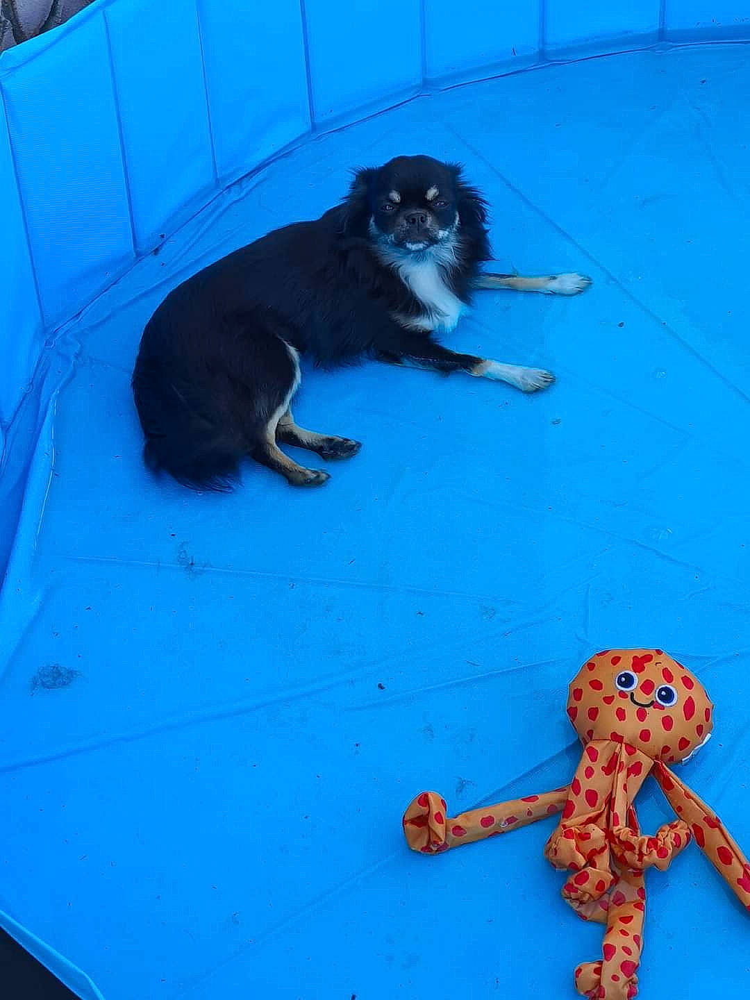 Phoebe participe au concours pour gagner de l'argent avec cette photo : art, blue, carnivore, companion_dog, dog, dog_breed, dog_supply, electric_blue, felidae, flooring, fur, pattern, paw, pug, stuffed_toy, tail, terrestrial_animal, toy, toy_dog, working_dog