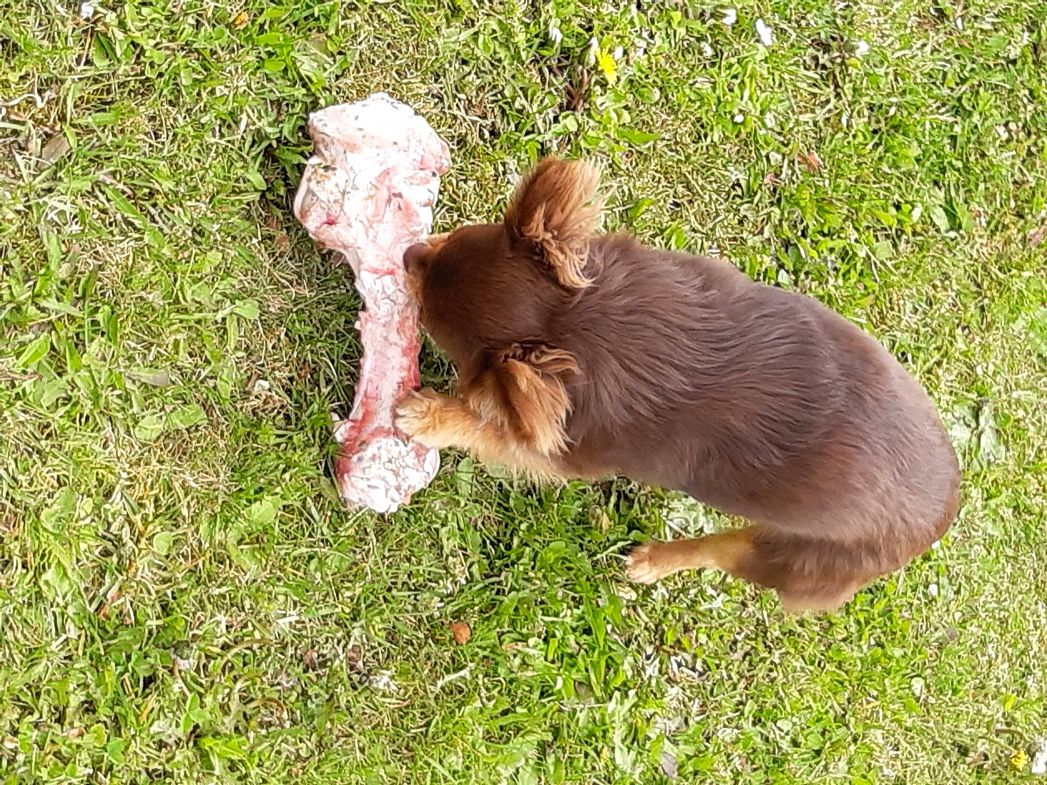 Kilou participe au concours pour gagner de l'argent avec cette photo : carnivore, companion_dog, dog_breed, domestic_pig, fawn, felidae, fox, fur, grass, groundcover, liver, livestock, marsupial, suidae, tail, terrestrial_animal, whiskers, working_animal