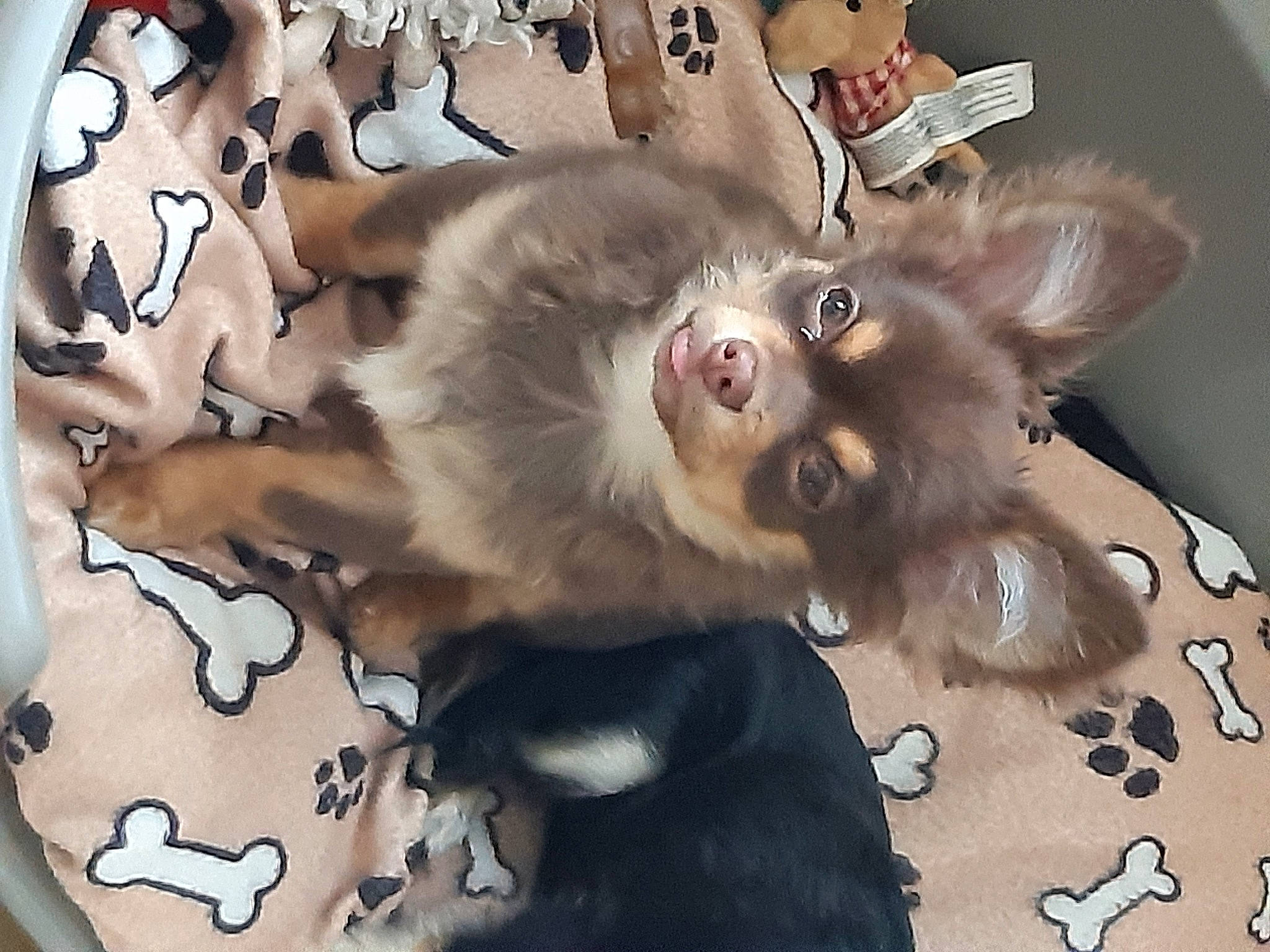 Kilou a rejoint le concours — aidez-le/la à gagner de superbes lots ! canidae, carnivore, comfort, companion_dog, dog, dog_breed, ear, fawn, felidae, fur, pattern, paw, puppy, small_to_medium_sized_cats, snout, sporting_group, tail, toy_dog, whiskers, working_animal