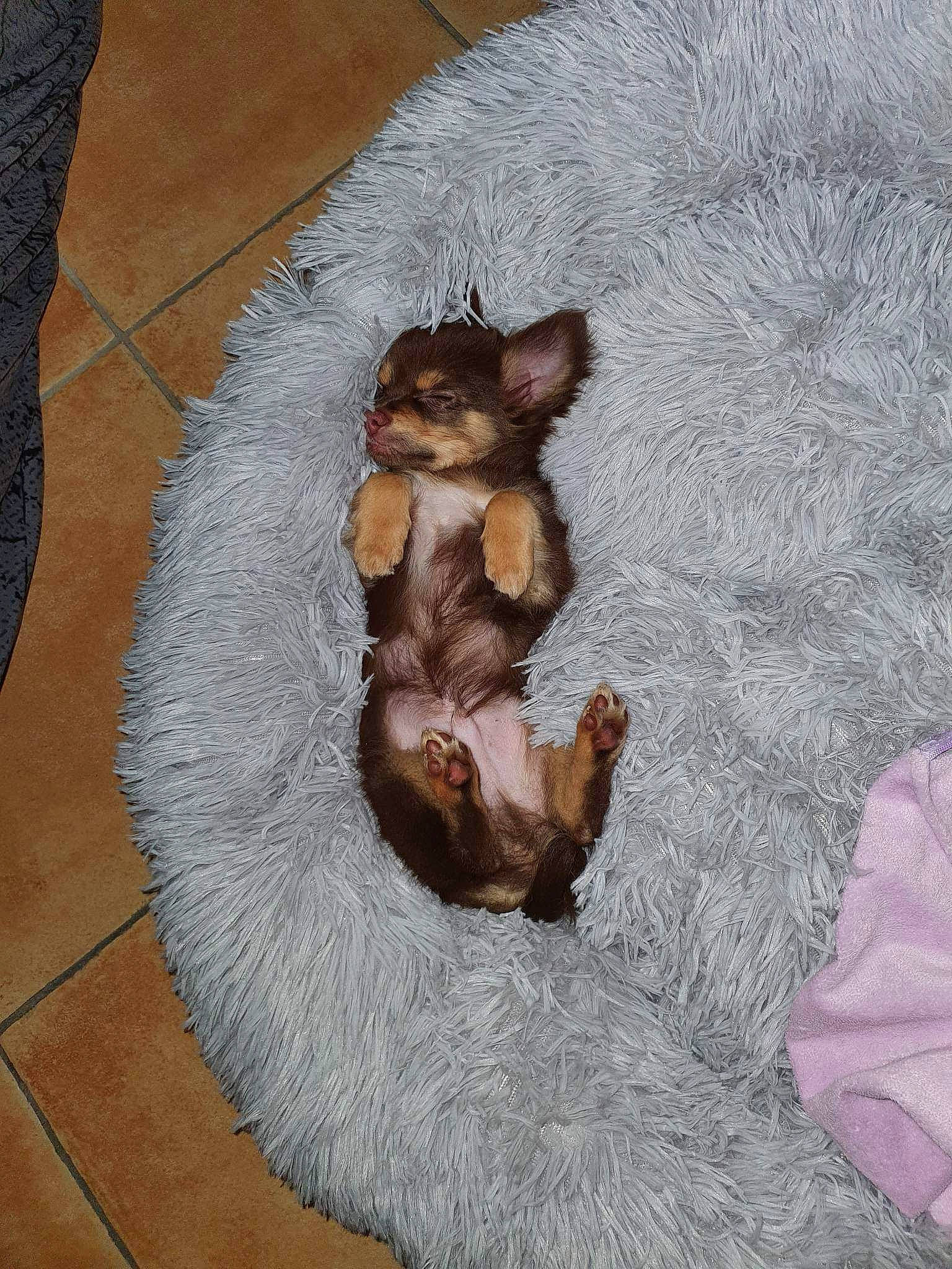 Kilou participe au concours pour gagner de l'argent avec cette photo : carnivore, comfort, companion_dog, dog, dog_bed, dog_breed, fawn, felidae, ferret, flooring, fur, grey, hardwood, liver, mustelidae, paw, small_to_medium_sized_cats, tail, toy_dog, whiskers